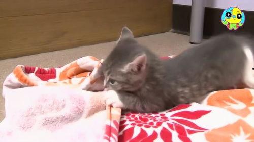 萌宠视频最近爆料  第2张